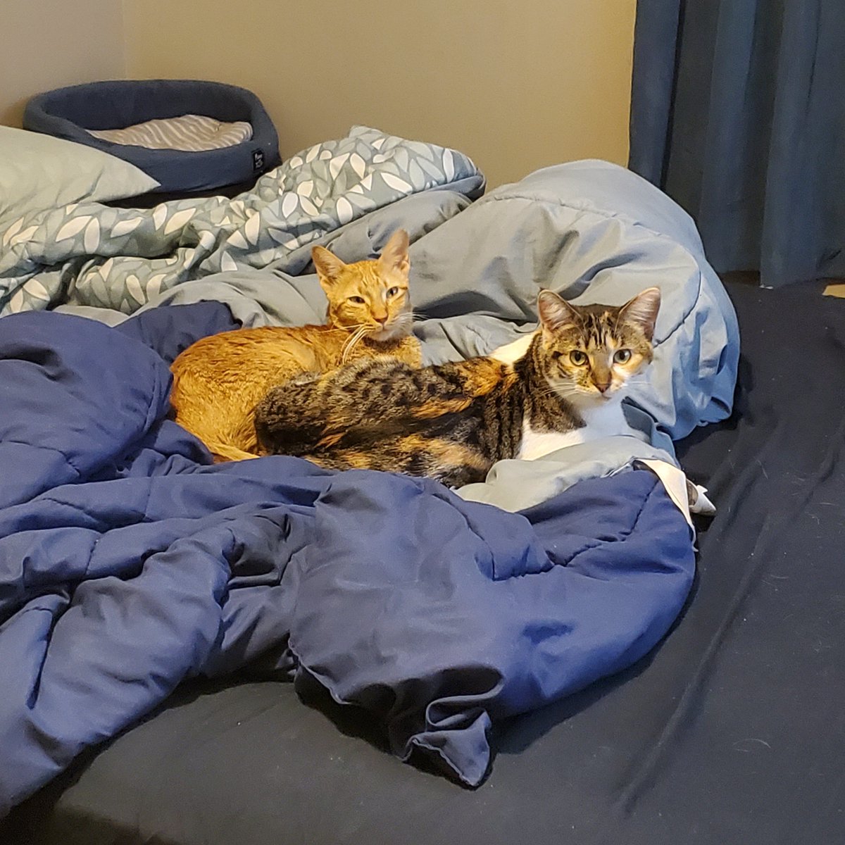 Mello 🍊 tweet media