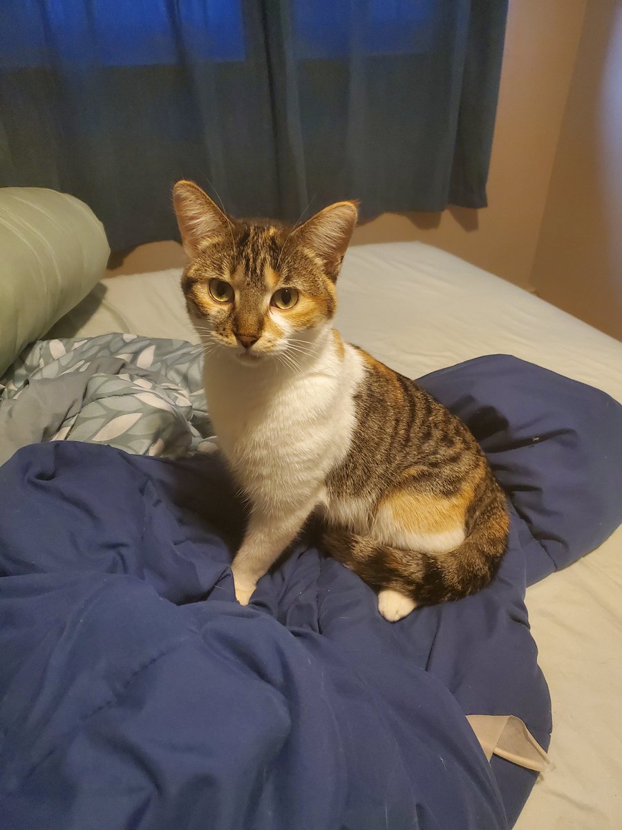 Mello 🍊 tweet media