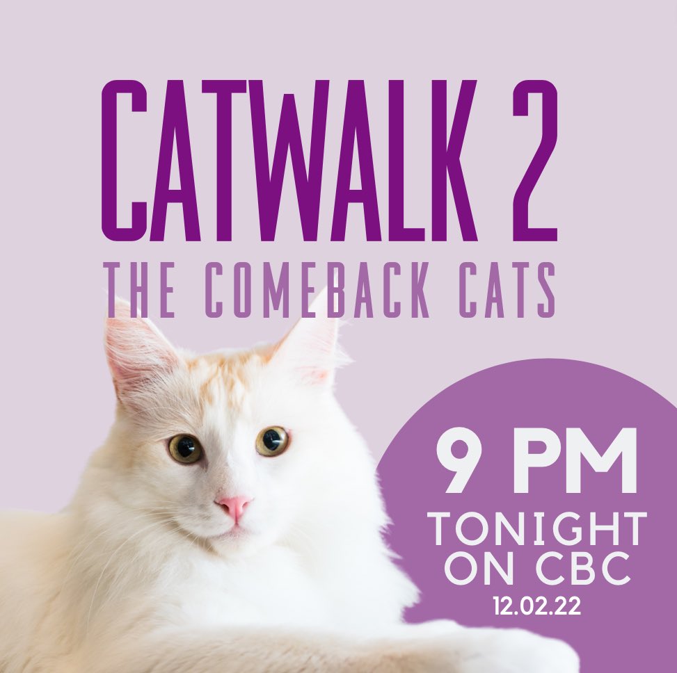 Catwalk_doc's tweet photo. Tonight is the night!! Catwalk 2: The Comeback Cats airs on @CBC at 9PM! 😻

It is also available to stream on @cbcgem!! #Catwalk2 https://t.co/IA2M7Osn78
