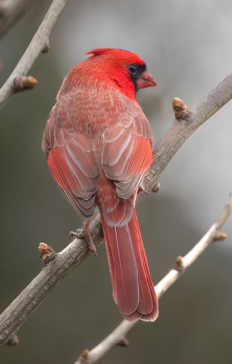 MarcotheLuck's tweet photo. « Are you looking at me ? ». Handsome Northern Cardinal showing his beautiful layered-back feathers.  #birdwatching #birdphotography #BirdTwitter #NaturePhotography https://t.co/xnY68lq2xa