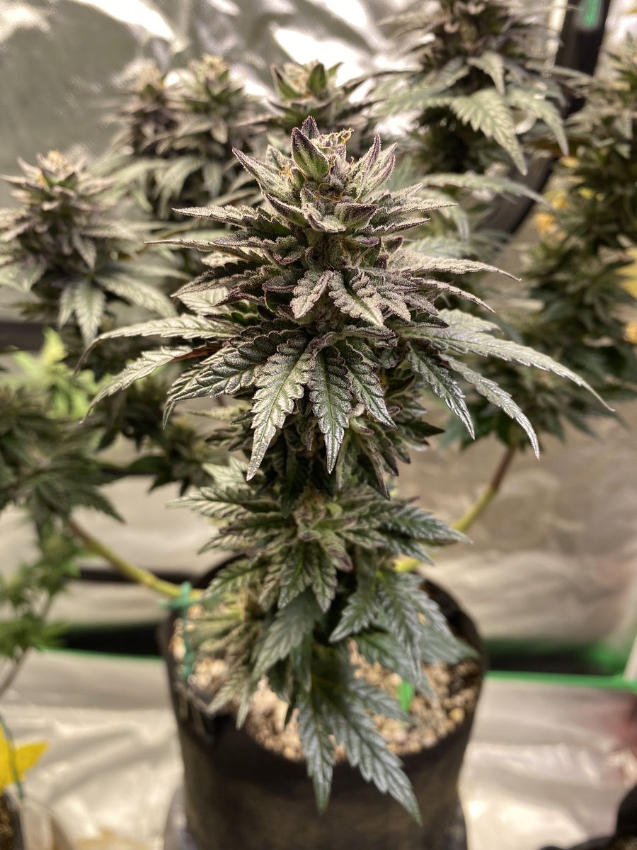 Cheluis1979's tweet photo. These two under the @MarsHydroLight ts1000 are starting to frost up nicely finishing their 4th week of 🌺. This light is exceeding my expectations so far 👌🏻 #CannabisCommunity #growyourown #420community #Irvinearmy https://t.co/PyxirQKB6d