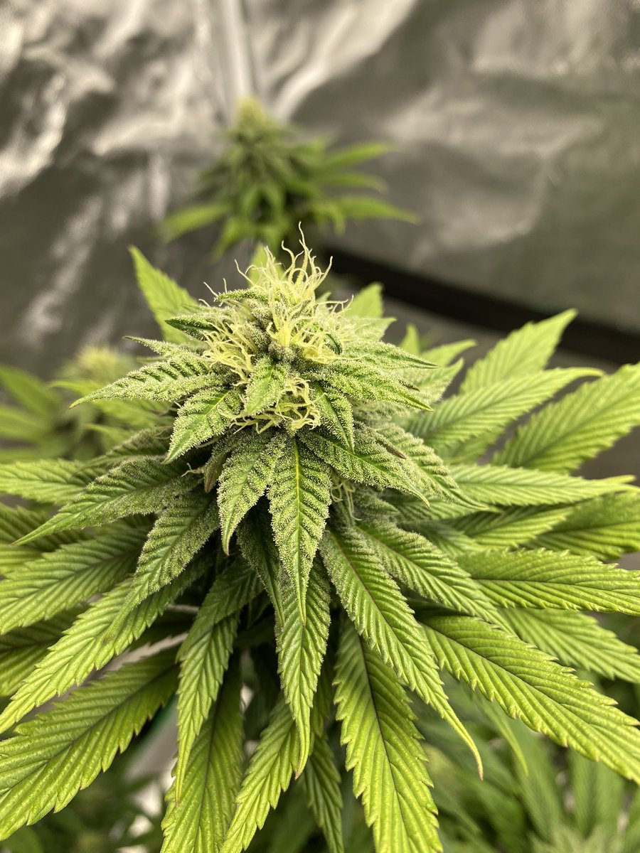 Cheluis1979's tweet photo. These two under the @MarsHydroLight ts1000 are starting to frost up nicely finishing their 4th week of 🌺. This light is exceeding my expectations so far 👌🏻 #CannabisCommunity #growyourown #420community #Irvinearmy https://t.co/PyxirQKB6d