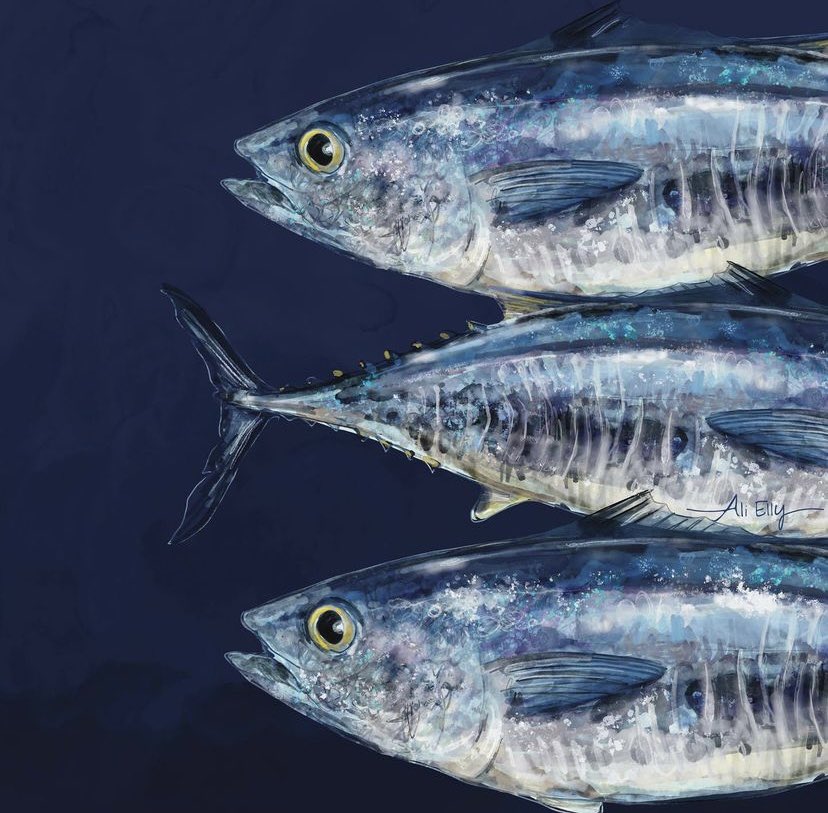 AliEllydesign's tweet photo. It's been a while so l'm joining in again with 'Three tuna fish' for this weeks @Clr_Collective #colour_collective
#MoroccanBlue
#LemonChiffon #Illustrator #fish https://t.co/fpwdKU7ZTW