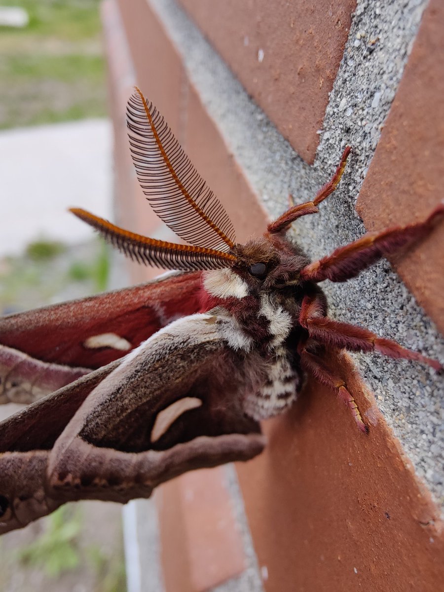 moths_daily's tweet photo. https://t.co/S58Xp6AJBm