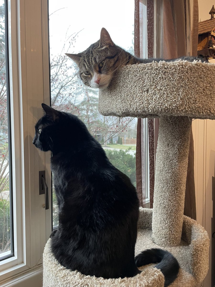 BeabullAris's tweet photo. #brothers #CatsOfTwitter https://t.co/fGG7Z2ybXM