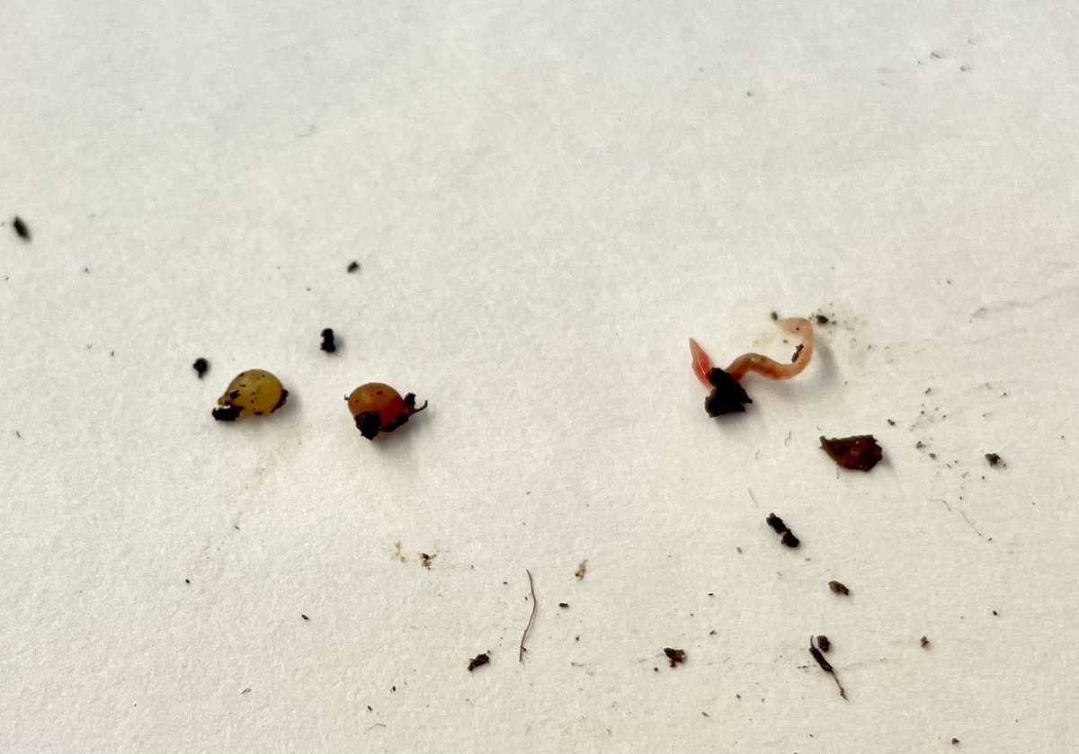 MrsPinsent's tweet photo. Today in #Science3 @Woodland_ElemNL @NLESDCA, we found evidence that the conditions in our vermicomposter are optimal for breeding! Check out these two worm cocoons and baby red wiggler. 🪱 @LGTmaureen @ptoddw https://t.co/jqCEJIjBcS