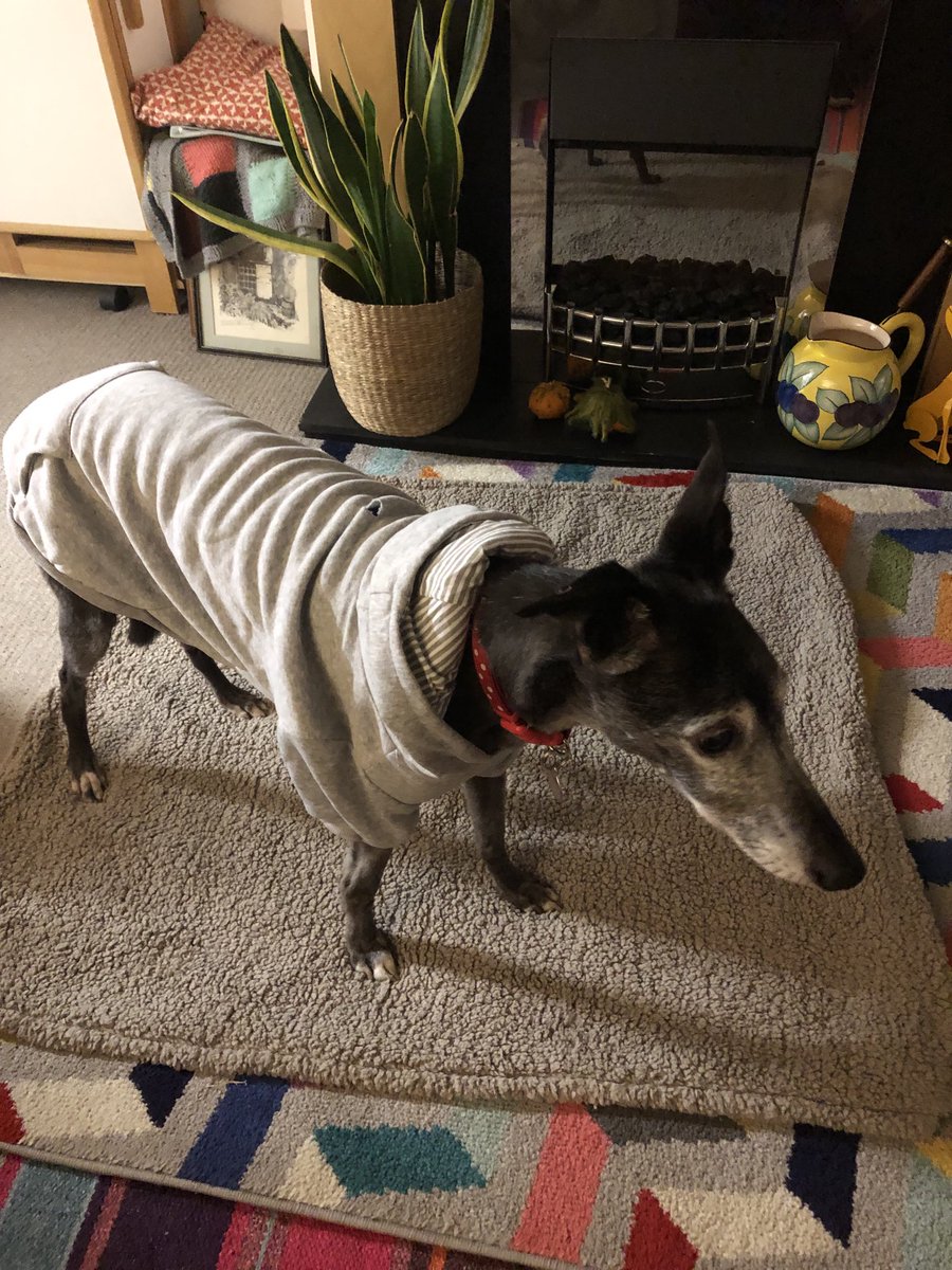 TPoppydog's tweet photo. Modelling my new hoodie that ⁦@IreneMyersPR⁩  bought me to keep me cosy indoors. I’m not sure about it. I’m deffo not having the hood up. What  do you think? #noheatingon #keepwarm #bleakmidwinter https://t.co/RHkN5GYE3n