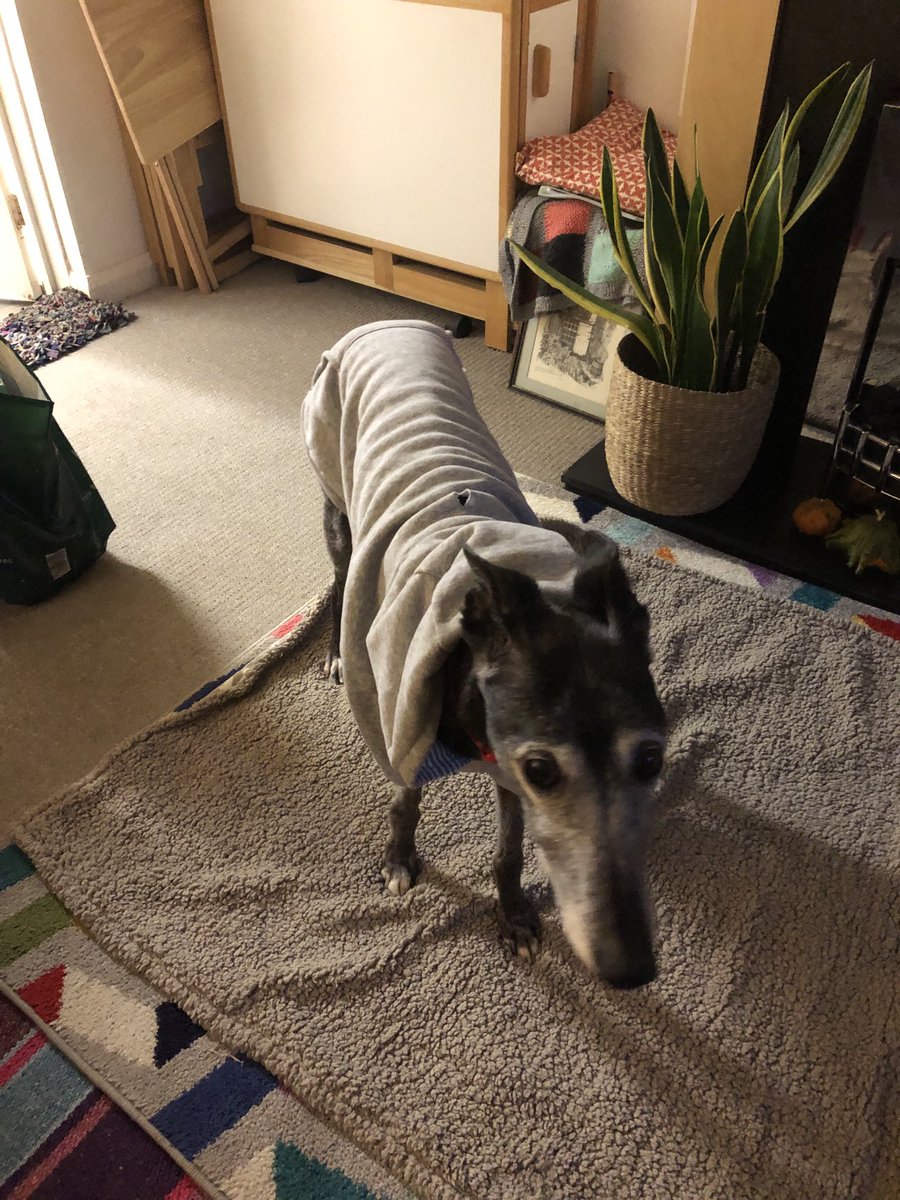 TPoppydog's tweet photo. Modelling my new hoodie that ⁦@IreneMyersPR⁩  bought me to keep me cosy indoors. I’m not sure about it. I’m deffo not having the hood up. What  do you think? #noheatingon #keepwarm #bleakmidwinter https://t.co/RHkN5GYE3n