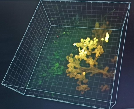 Intravital Imaging Expertise Center (@_intravital) on Twitter photo It's love at first sight... Thanks for a great demo <a href="/miltenyibiotec/">Miltenyi Biotec</a>! Beautiful ductal trees😍<a href="/larissamourao_/">Larissa Mourão</a> and many more samples imaged in 3D!
<a href="/ColindaScheele/">Colinda Scheele</a> #UMBlaze #Microscopy #Imaging #Lightsheetmicroscopy #FluorescenceFriday It's love at first sight... Thanks for a great demo <a href="/miltenyibiotec/">Miltenyi Biotec</a>! Beautiful ductal trees😍<a href="/larissamourao_/">Larissa Mourão</a> and many more samples imaged in 3D!
<a href="/ColindaScheele/">Colinda Scheele</a> #UMBlaze #Microscopy #Imaging #Lightsheetmicroscopy #FluorescenceFriday
