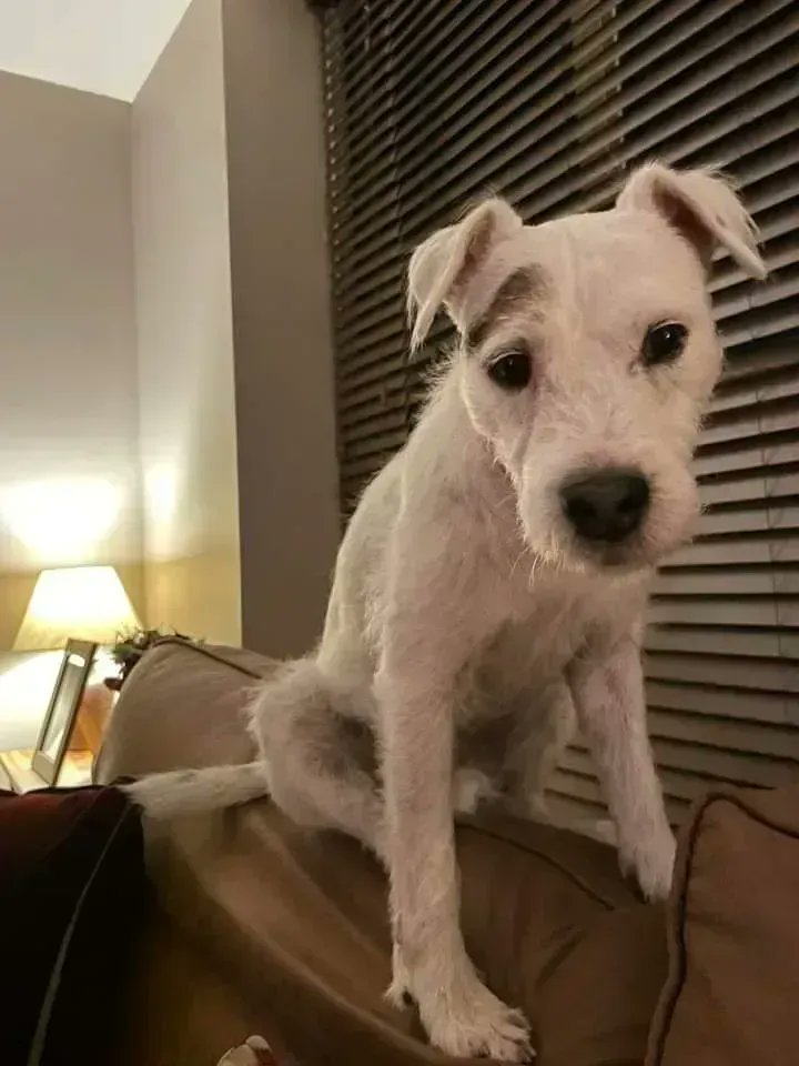 Remember 'His Master's Voice'?

Please don't just nod and scroll on.
Please retweet as Sonny needs a new home.  Your retweet could be the one that finds it.

findingfureverhomes.org.uk/dogs/sonny/

Please retweet Sonny is looking for a furever home