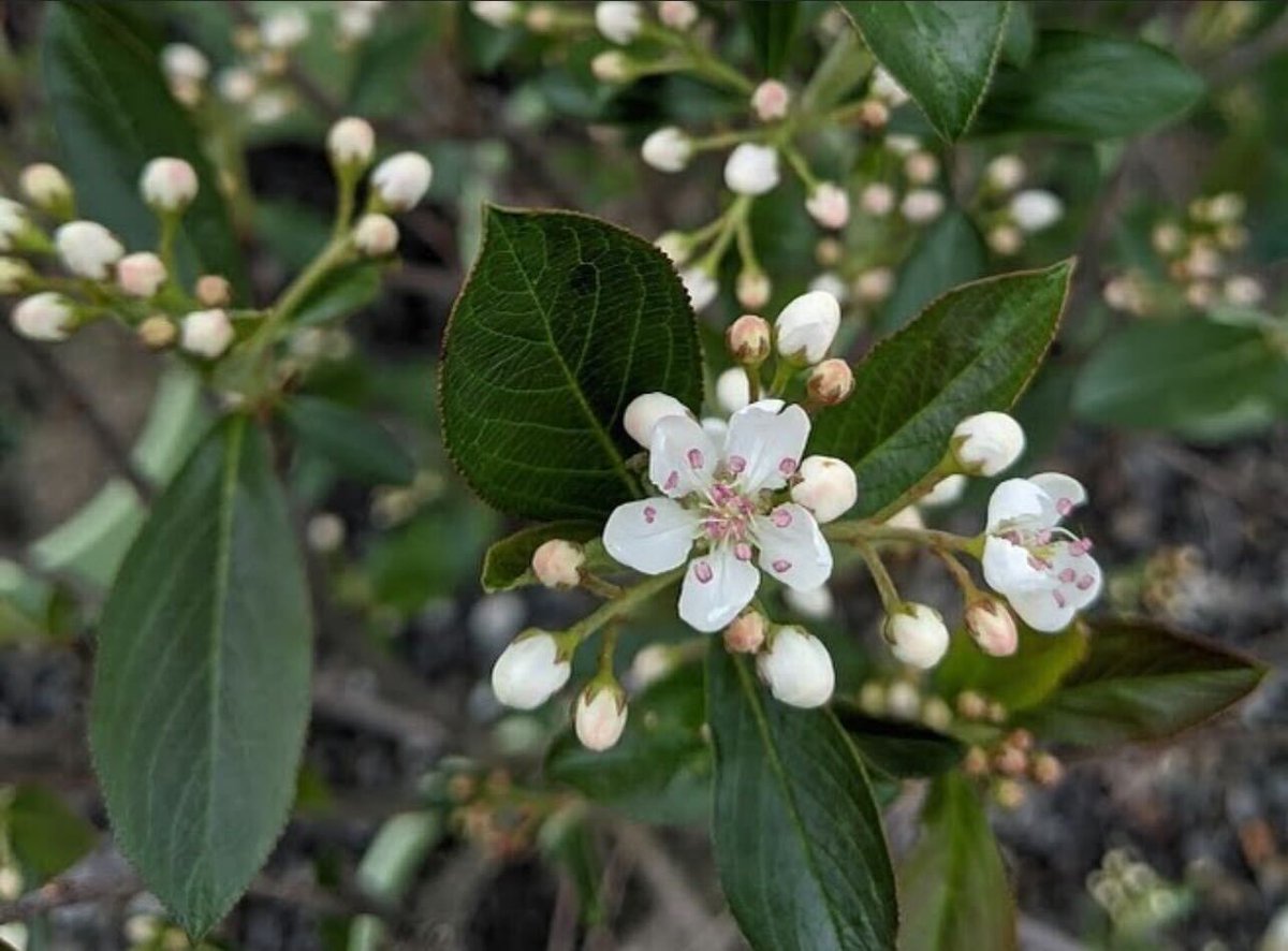 Add a pop of color to your winter landscape.❄️ 🍒

Tag #landscapehub to have your nurseries inventory featured 🌟

📸 Red Chokeberry remains until December or January 
📍Carolina Native Nursery

Shop now👇
🔗 landscapehub.info/carolinanative
