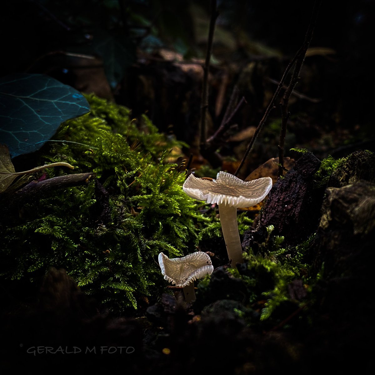 geraldmfoto's tweet photo. More #mushroom from #LawnPatrol for #FungiFriday and @Clr_Collective #colour_collective with traces of #MoroccanBlue & #LemonChiffon #macrophotography #MushroomTwitter #mushrooms #mycology #fungi #AutumnWatch #connectwithnature #ThePhotoHour #TwitterNatureCommunity @MacroHour https://t.co/Uch6pfQ661