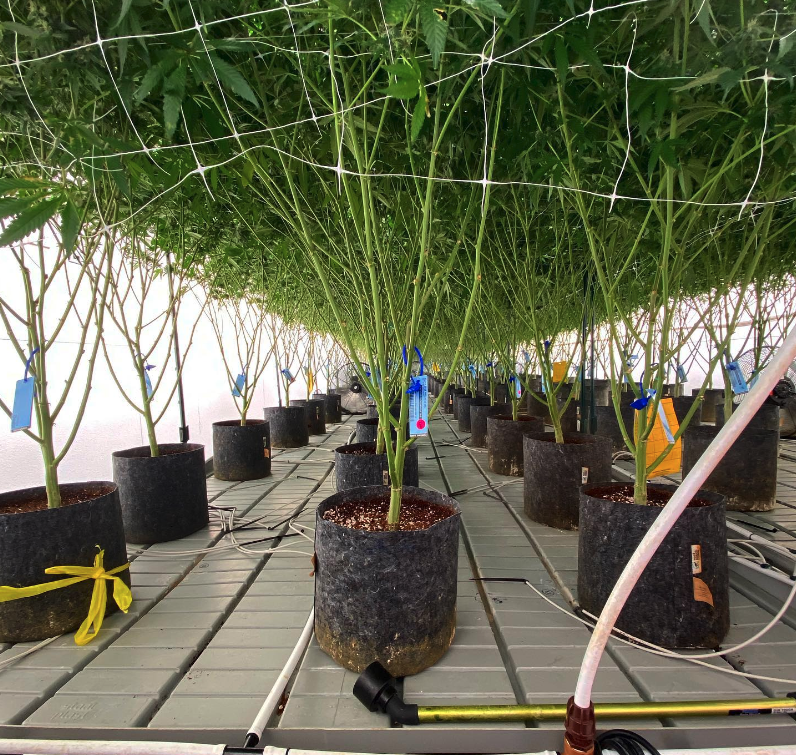 RootPouch's tweet image. One of the best parts of MJ Biz was being able to meet wonderful growers like Nick, Larry and Joe from Nevada Holistic Medicine!