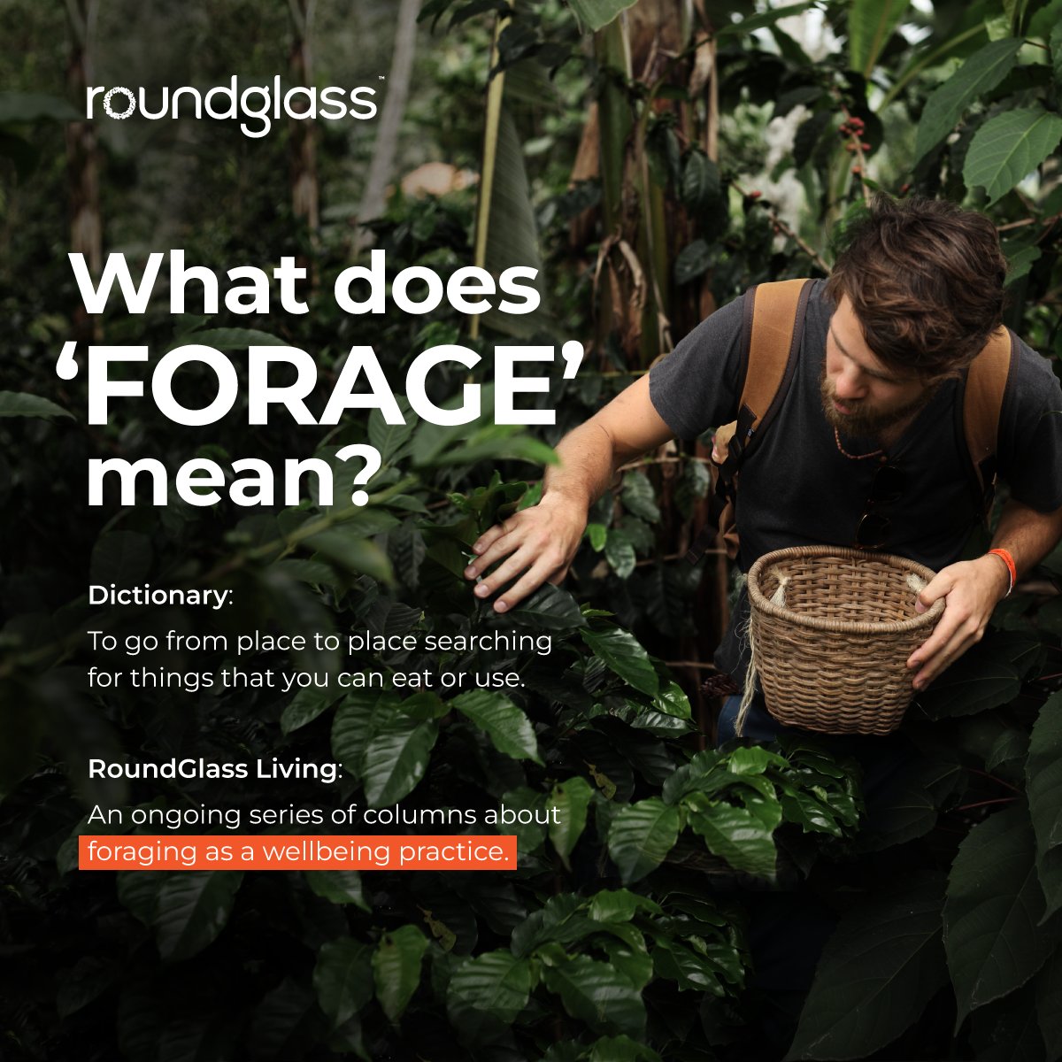 Roundglass_'s tweet photo. #Foraging for wild greens is about so much more than food! 
Read the column by Shruti Tharayil, a #herbalist &amp; founder of Forgotten Greens where she showcases disappearing knowledge about the #wildedibles that grow in India’s diverse #ecosystems- https://t.co/nbFYeeXg6U https://t.co/Tp5ZOwdHss