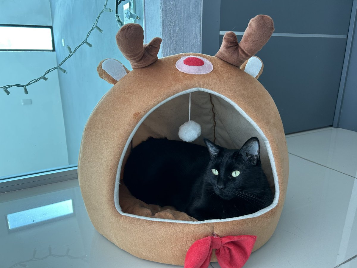 yeyo_producer's tweet photo. Es #Viernes y casi Navidad… #Baguira lo sabe 🐈⬛ 🎄 https://t.co/iasHsbM80U