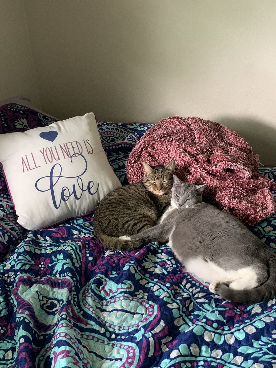 vwra07's tweet photo. @cat_auras I love when my babies cuddle &amp; nap 🥰 https://t.co/cU0GEKenKv