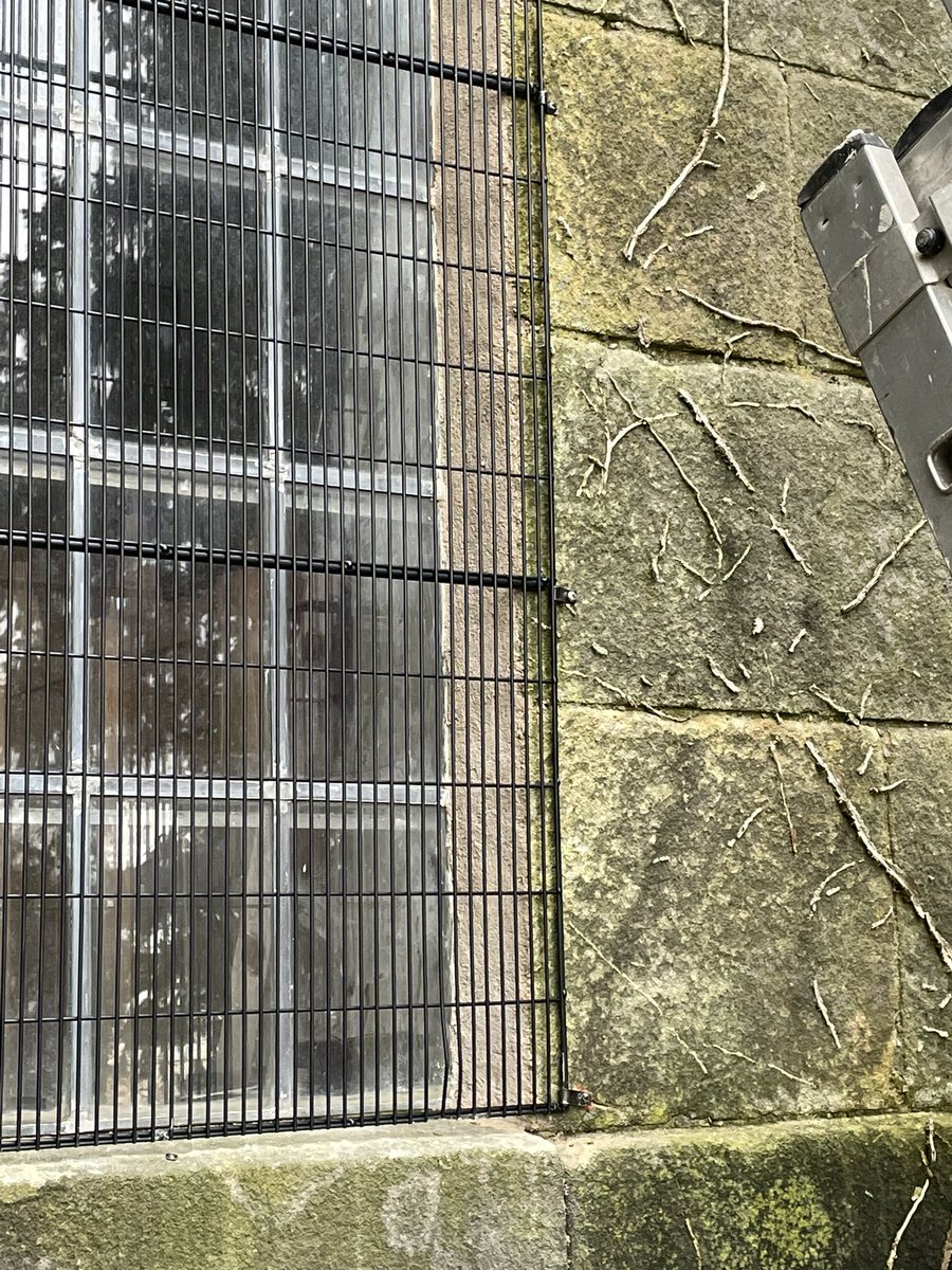 Churchman_A's tweet photo. It’s been an ecclesiastical sort or week this week. Some repointing works to the window at All Saints Mugginton and Kedleston #repointing #lime #repair #Derbyshire https://t.co/98kp8px3EH