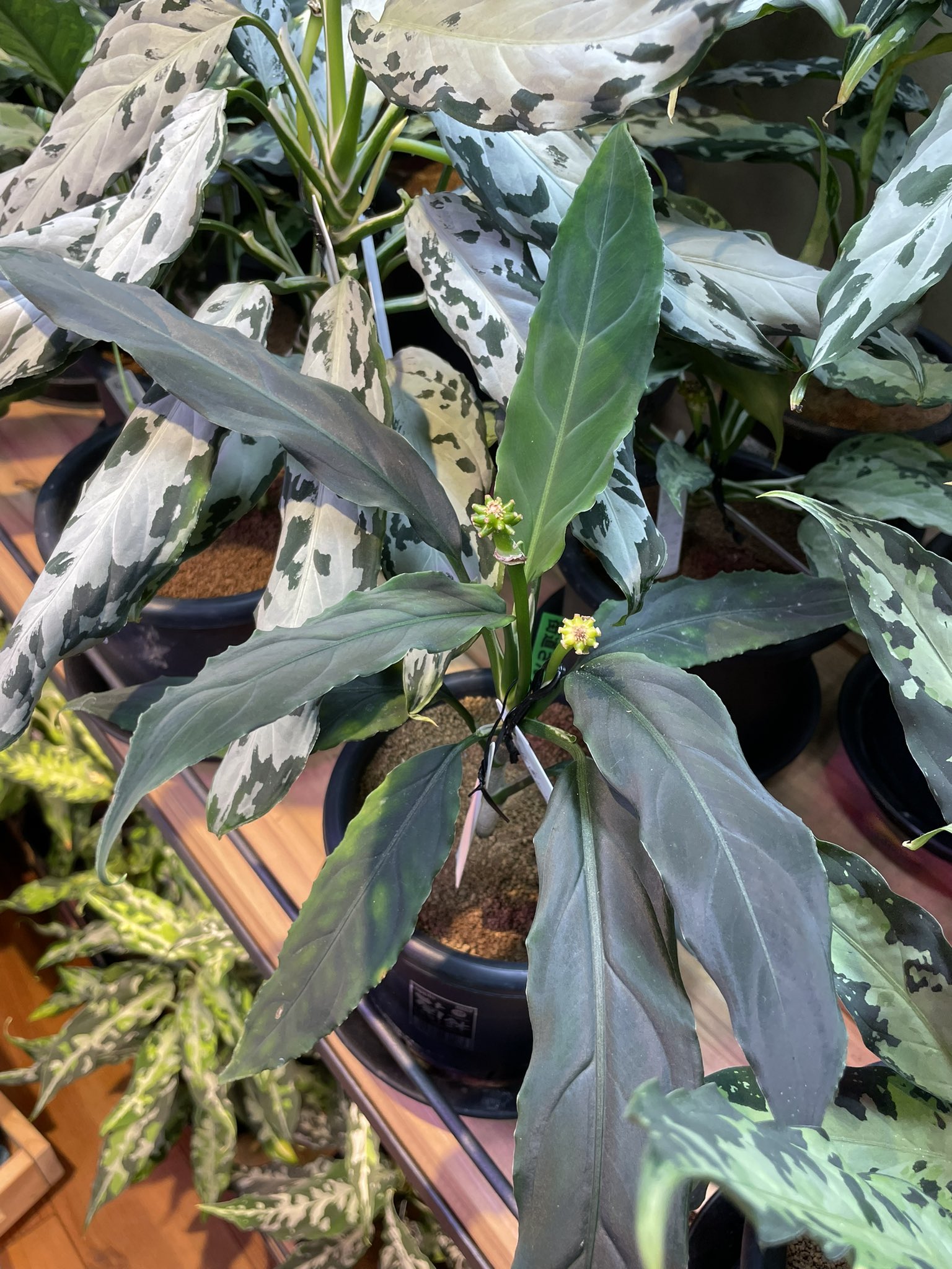 Aglaonema pictum zettacolor“鏡花水月”【LA0913-1ss】アグラオネマ