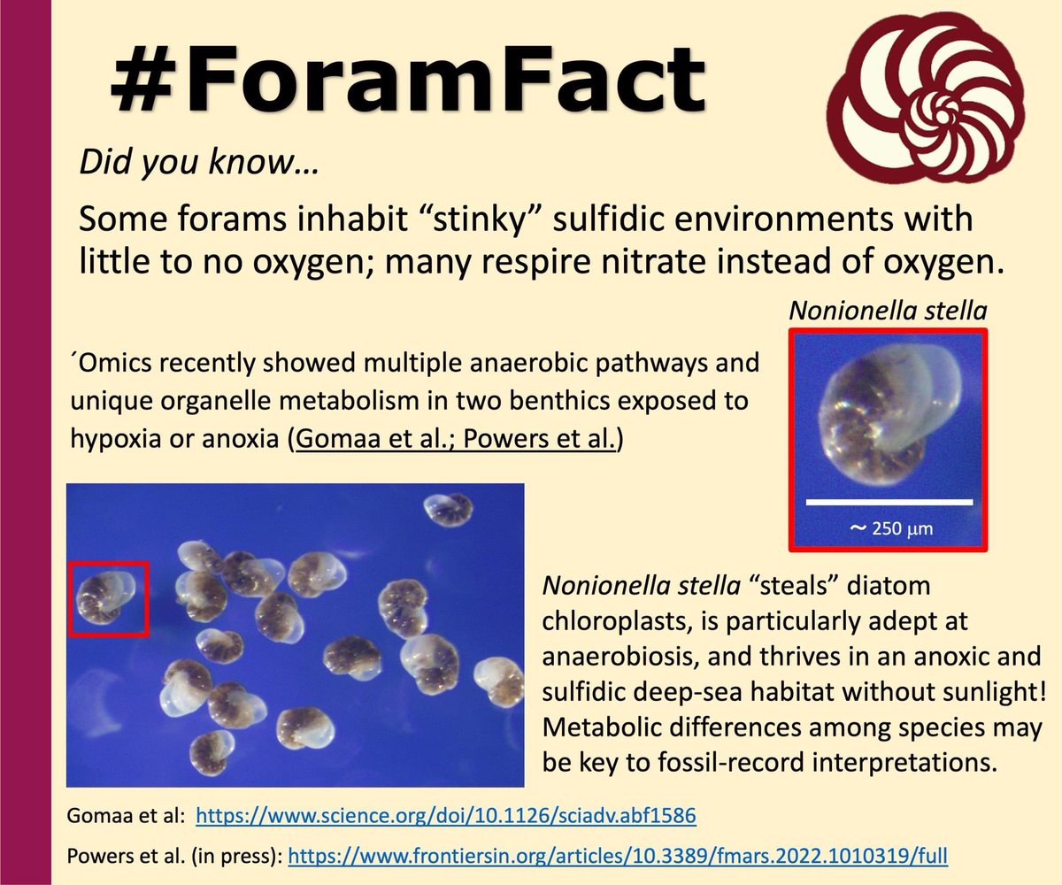 CushmanFdn's tweet photo. #Foramfact on #FossilFriday

Did you know?
Some forams inhabit “stinky” sulfidic environments with little to no oxygen; many respire nitrate instead of oxygen. 
Shared by Joan Benhard @WHOI 
1/4 https://t.co/n9mLeUdPvO