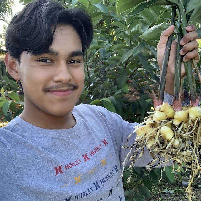 SmartPots's tweet photo. @UltimateGarden4 is always impressing us with his #firsttime harvests! Check out his first-ever set of ginger grown in a 24” @SmartPots Raised Bed!! 🤩🤩

We love following his growing journey and invite you to check out his recent video: https://t.co/Tl6fAJrHby https://t.co/y52UYip6FW
