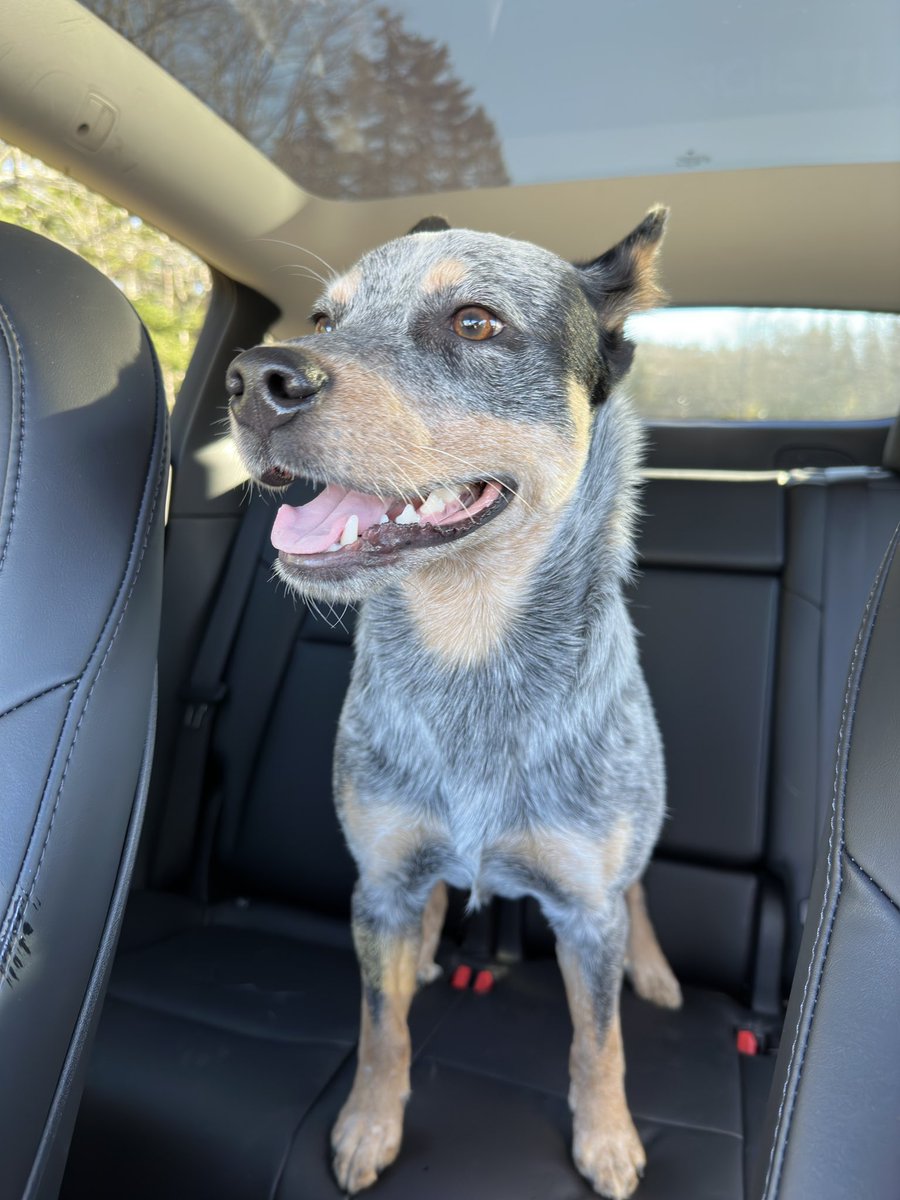 Please cross post on FB with #4PAWSHFX and #NVHFX that I found a dog wondering on the Old Sambro Road /Moody Park Dr in Williamswood. Can be picked up at 4PAWSHFX please call (204) 751-0309 if you know the pet! <a href="/4PAWSHFX/">4PAWSHFX</a> <a href="/4PAWSHFX_NVHFX/">4PAWSHFX</a>  #novascotialostdognetwork
