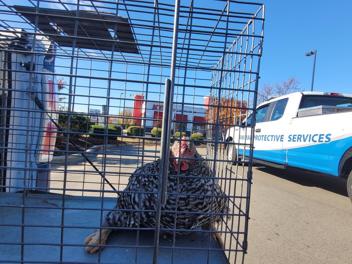 Greenville Police tweet media