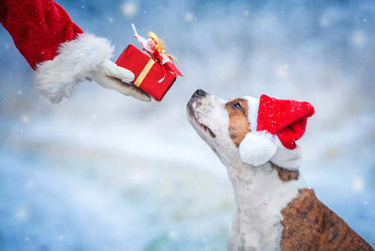 Now that it’s December, let’s think about Christmas dangers for your dog. buff.ly/3VGpgeS