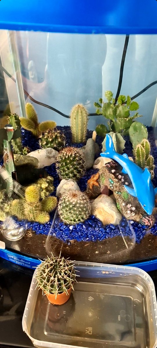 KimAlexandraUK's tweet photo. When an unused brand new fish tank becomes a cactus 🌵 rock garden .. recycling what you have
#cactus #recycling #garden #terrariumdesign #terrarium https://t.co/G7V9GfVAnf