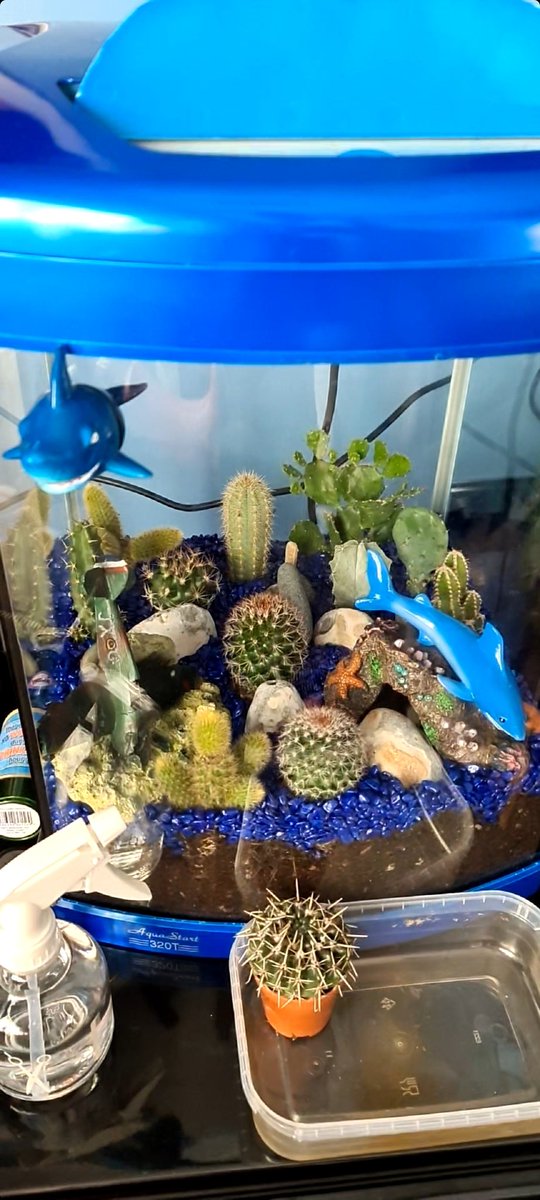 KimAlexandraUK's tweet photo. When an unused brand new fish tank becomes a cactus 🌵 rock garden .. recycling what you have
#cactus #recycling #garden #terrariumdesign #terrarium https://t.co/G7V9GfVAnf