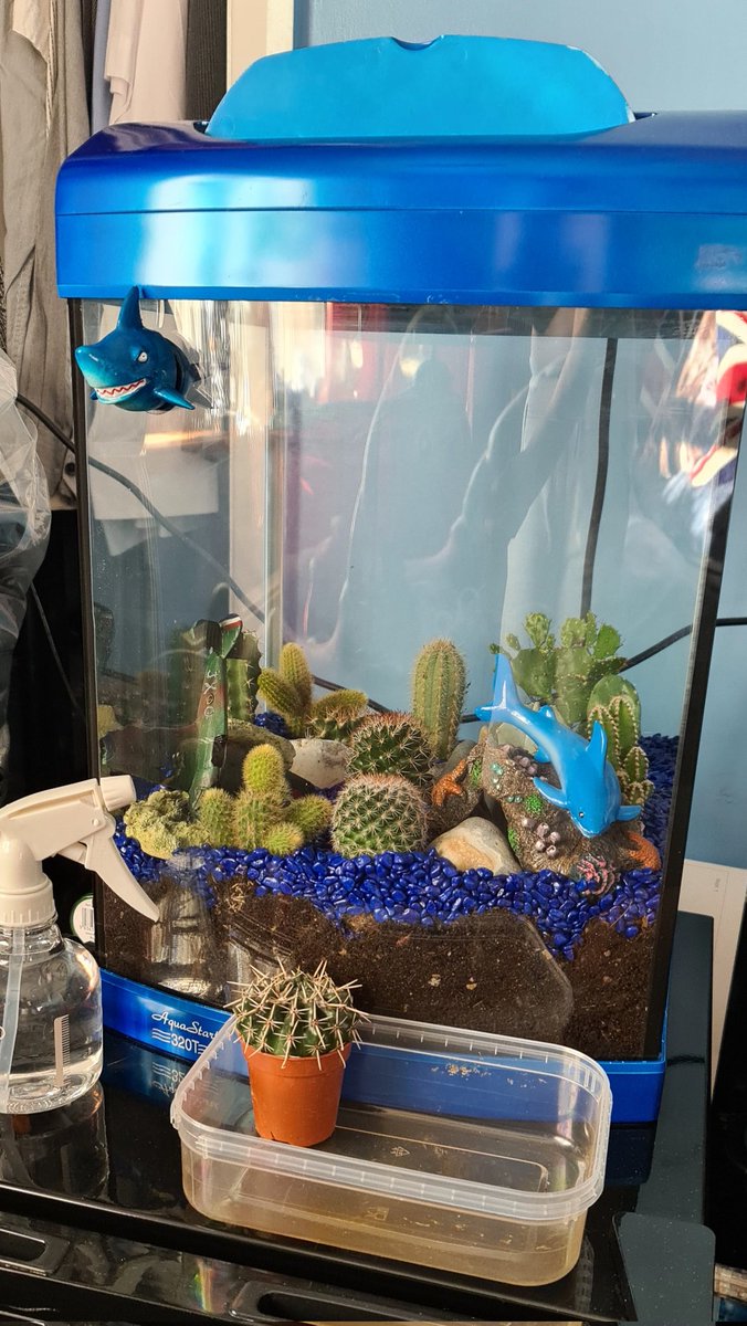 KimAlexandraUK's tweet photo. When an unused brand new fish tank becomes a cactus 🌵 rock garden .. recycling what you have
#cactus #recycling #garden #terrariumdesign #terrarium https://t.co/G7V9GfVAnf