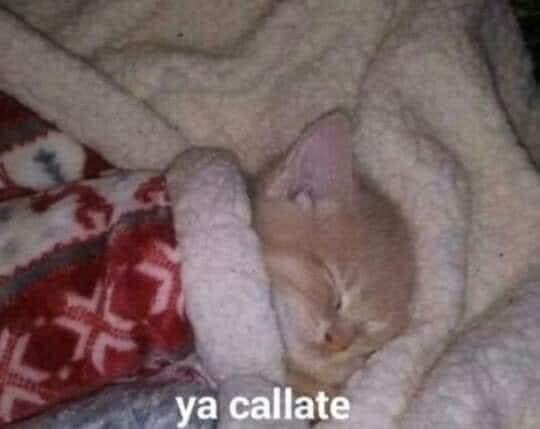 kilodecilantro's tweet photo. “y si hacemos videos bailando y etiquetamos a Benito para que vea que si podemos bailar🥺🥺🥺” 

Y SI TE PONES A BARRER LA CASA MEJOR ?????? https://t.co/KXC7JFoXvw