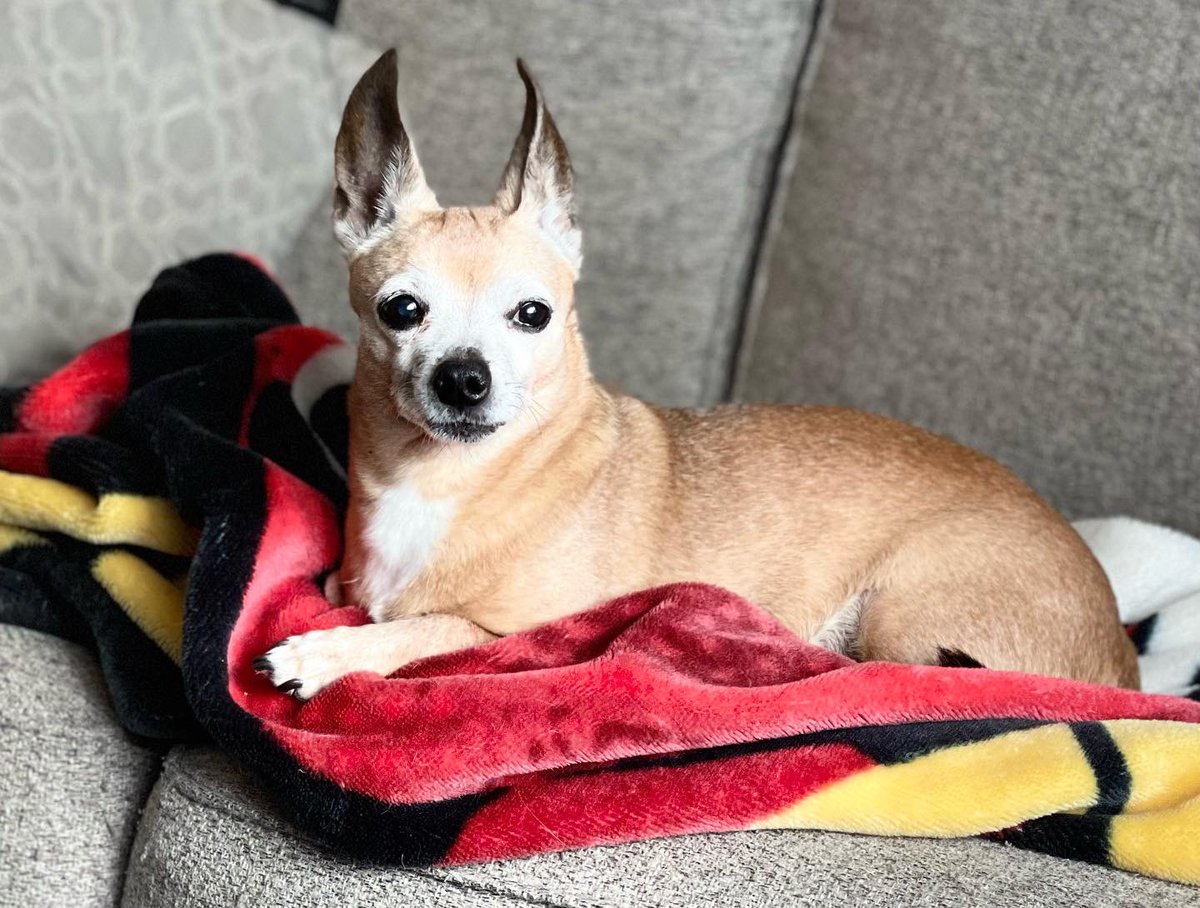 dawn tush tweet media