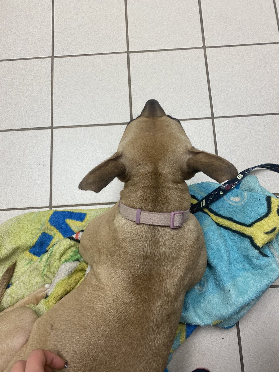 t_er_sa's tweet photo. plz look at miss Sandy cheeks at the vets office this morning https://t.co/8VGmMZSrvo