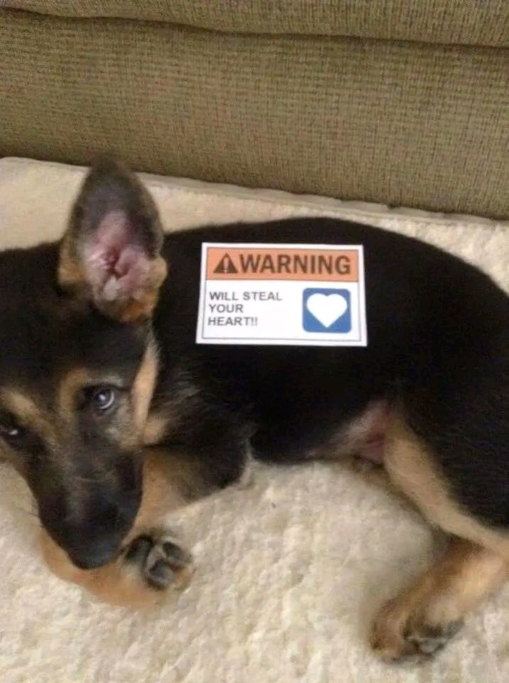 Warning ⚠️🥺
Say Yes If You Love GSD😍

#germanshepherdlovers #gsd #gsdlove #Dog #dogsoftwitter https://t.co/qAujpJtaQM