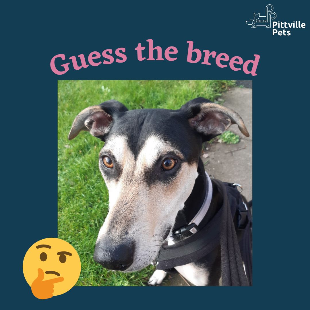 Pittville Pets and PAWS CIC tweet media