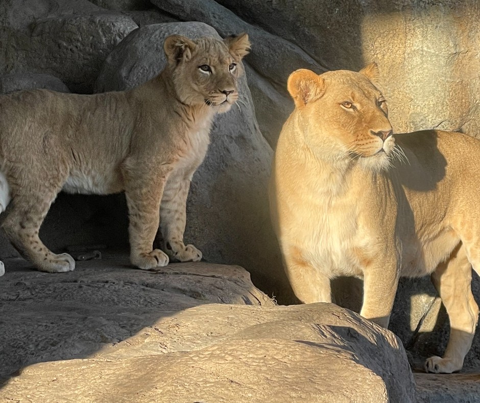 lincolnparkzoo's tweet image. Sometimes it’s alright to leave the little ones behind! Meet us at Adults Night Out: Holidaze. Guests will enjoy unique animal chats, a live DJ, and multiple bars throughout the zoo at this after-hours event that benefits Lincoln Park Zoo! 📸 Rachel Markowitz #FromAKeeper