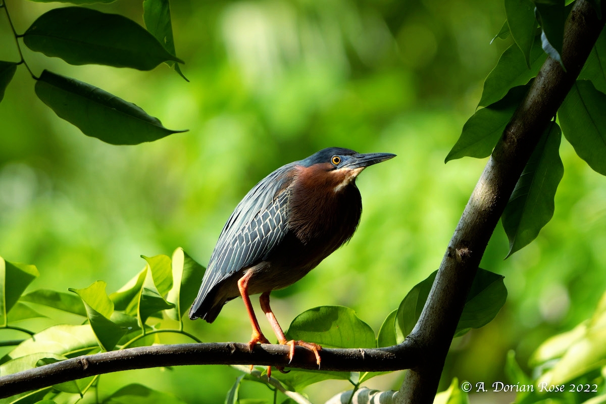 BirdsCaribbean's tweet photo. A. Dorian Rose won 2nd Place 🥈 in the Birds and Nature category of our #BCPhotoContest—congrats! 🥳 In the photo a #GreenHeron is perched on a branch, beautifully framed by the foliage. It was taken during the #AOS_BC_22 conference in #PuertoRico.
ℹ️ https://t.co/knjgdkam05 https://t.co/zWMjZmfE6F