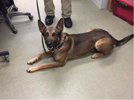 PortJervisPD's tweet photo. All our community members matter. Make sure dogs are kept inside as temperatures begin to drop below freezing. If you witness animal cruelty in our community, contact Jeff or human society at 845-856-3677 to request assistance. #portjervisNY #keepourcommunitysafe https://t.co/VwlYNS1LiO