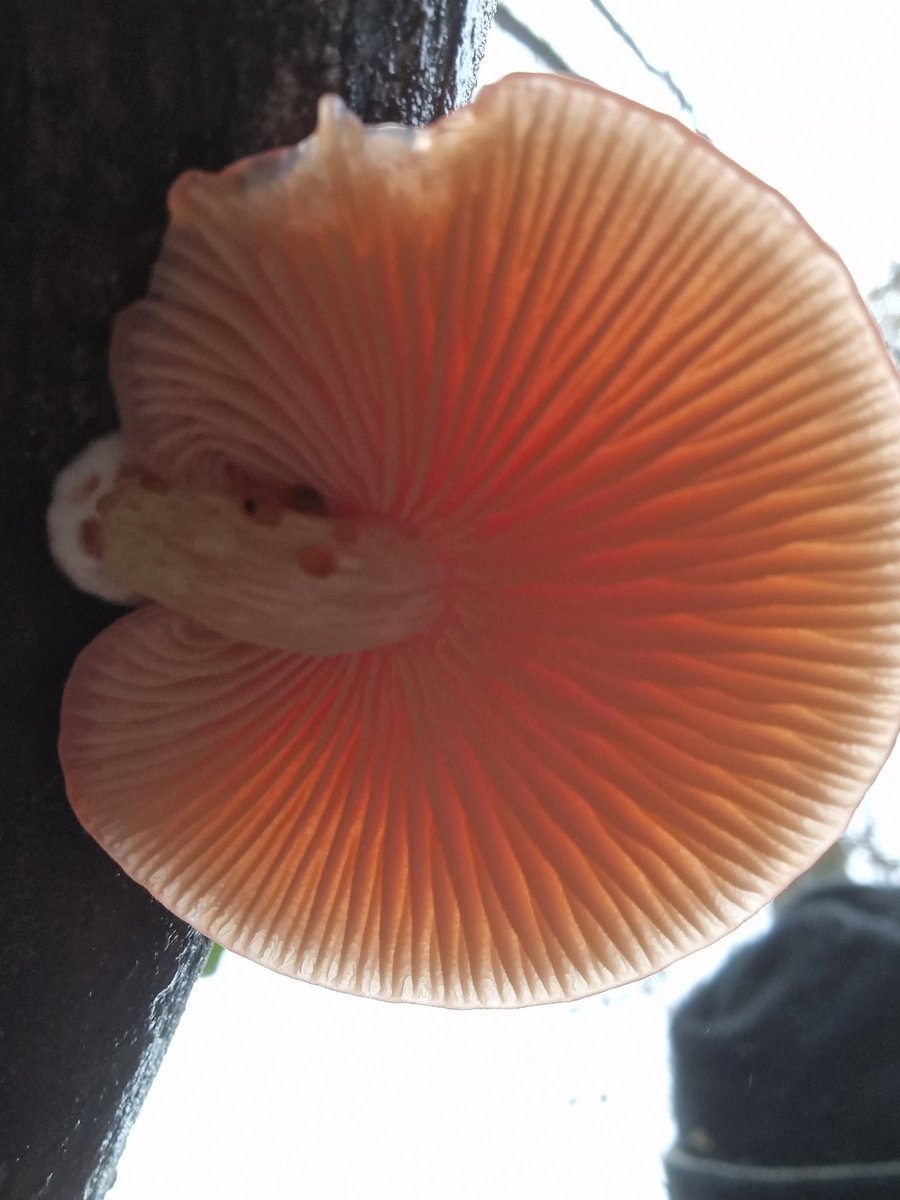 Unusual fungi  found on upturned Oak tree in Park Wood.