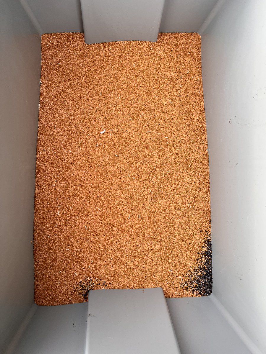 Cover crops for next year.. in 1.9 ha, we are planting 59 cover crops across herbs, grasses, legumes, cereals and wildflowers..