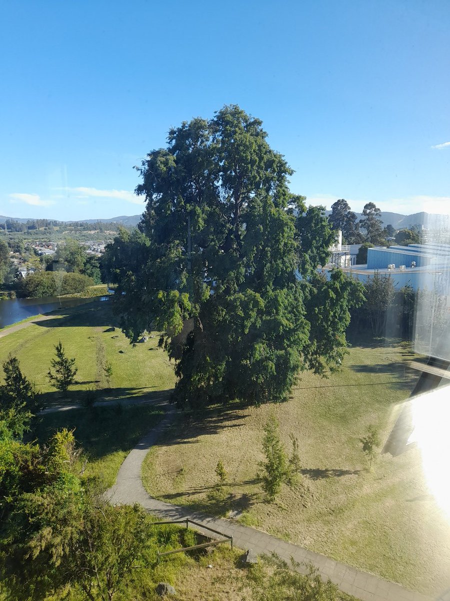 CidMellaRodrig's tweet image. @UC_Temuco #CSJPII lugar dónde trabajo.