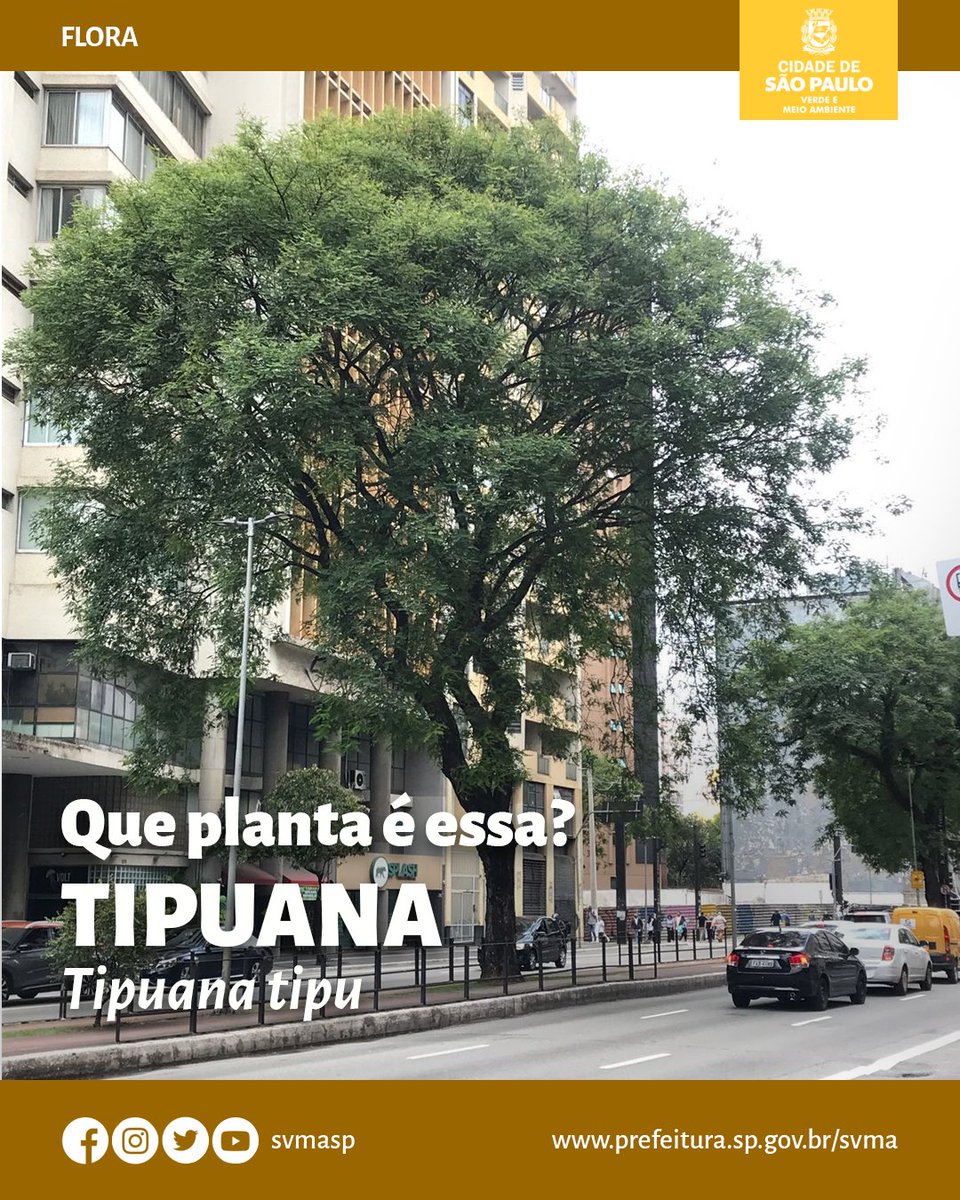 svmasp's tweet photo. Você conhece ou já viu uma Tipuana (Tipuana tipu)?
Trouxemos algumas curiosidades dessa árvore que é comum dentro do nosso município.
E aí, já viu alguma Tipuana perto da sua casa?
# svma #tipuana #meioambiente #natureza #queplantaeessa https://t.co/COaJW28Rnx
