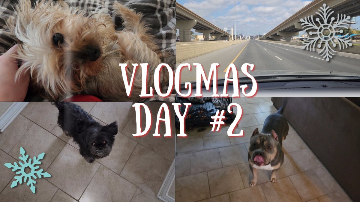 EricaAshleyG's tweet photo. Vlogmas Day 2️⃣ ✅️
Watch here ➡️ https://t.co/rdMprQrYBq
Daily life, puppies, errends
@DutchBro
#Vlogmas #Vlogmas2022 #Puppies #Doggies #Yorkie #Shitzu #PitBull #AmericanBully #FurBabies #DogMom https://t.co/lOsKr7iHkR