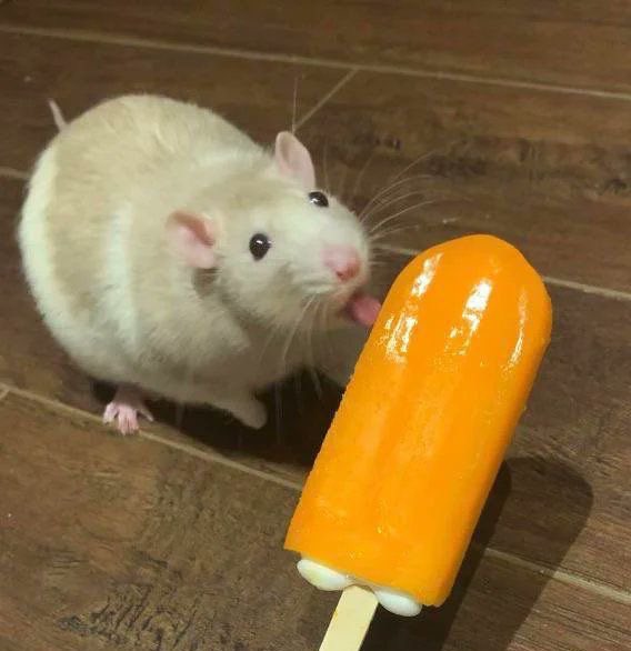 4RatsHub's tweet photo. It’s our favourite time of the week! RAT OF THE WEEK!

This is Gus. All Gus wanted for Christmas was a sweet treat and some friends. Now he has both! https://t.co/3orzOuYogY