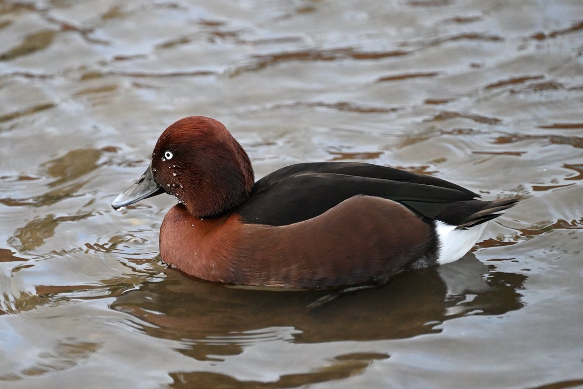 DKelsall3's tweet image. Mid November drop in to JCB Rocester Staffs and the ornamental lake has been restocked with a variety of drake ducks All seem fully winged and no obvious rings Some of these probably appearing at a lake in the Midlands in the near future