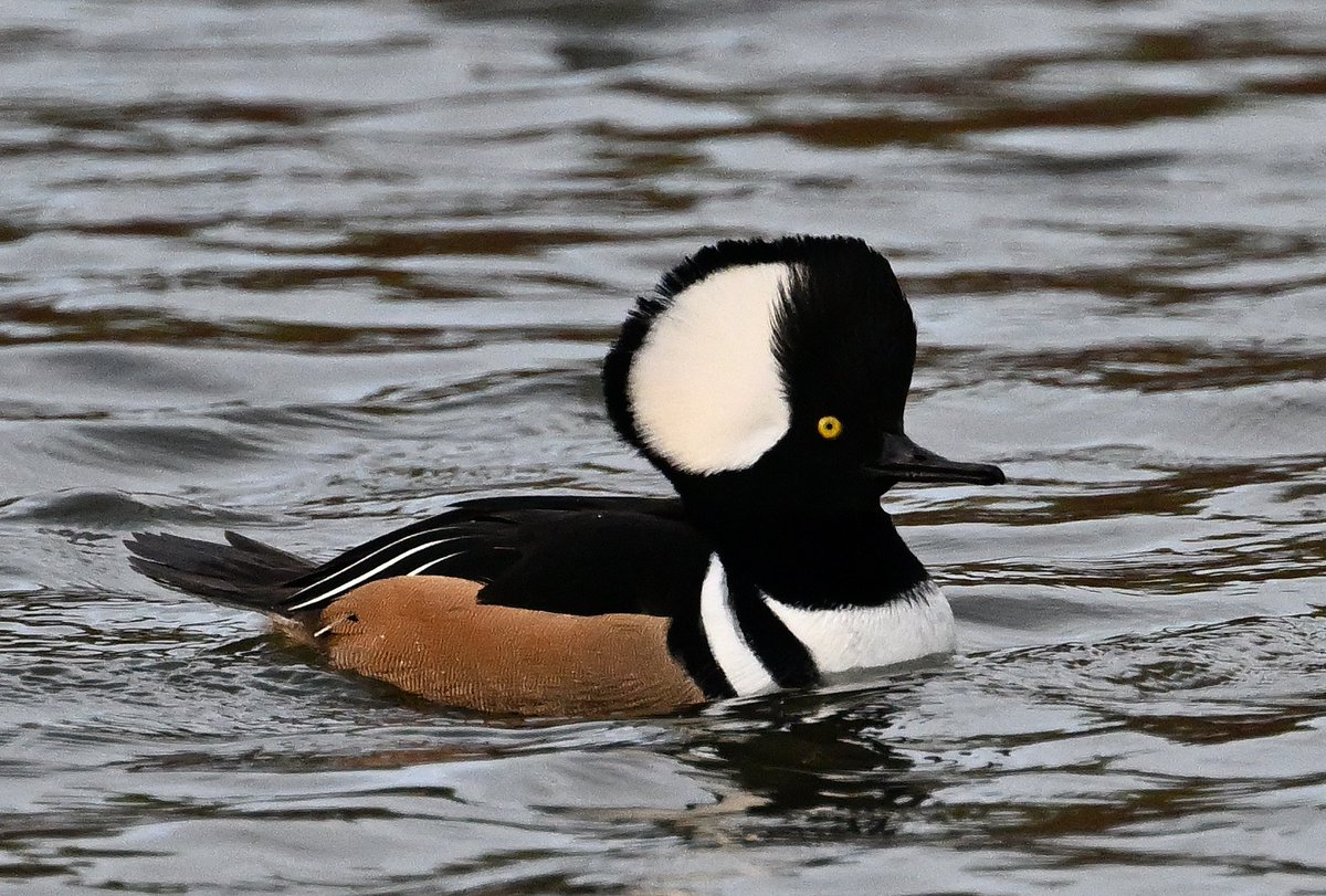 DKelsall3's tweet image. Mid November drop in to JCB Rocester Staffs and the ornamental lake has been restocked with a variety of drake ducks All seem fully winged and no obvious rings Some of these probably appearing at a lake in the Midlands in the near future