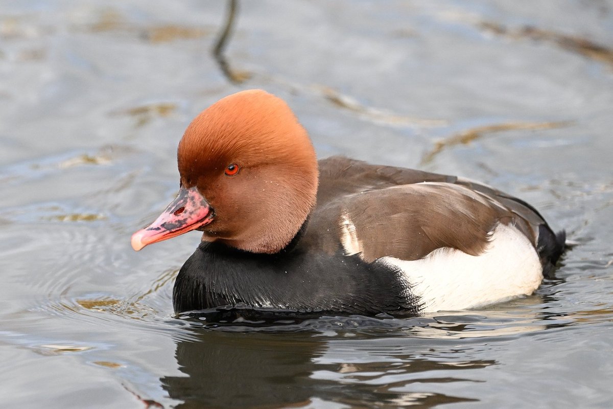 DKelsall3's tweet image. Mid November drop in to JCB Rocester Staffs and the ornamental lake has been restocked with a variety of drake ducks All seem fully winged and no obvious rings Some of these probably appearing at a lake in the Midlands in the near future