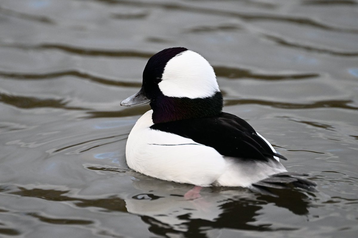 DKelsall3's tweet image. Mid November drop in to JCB Rocester Staffs and the ornamental lake has been restocked with a variety of drake ducks All seem fully winged and no obvious rings Some of these probably appearing at a lake in the Midlands in the near future