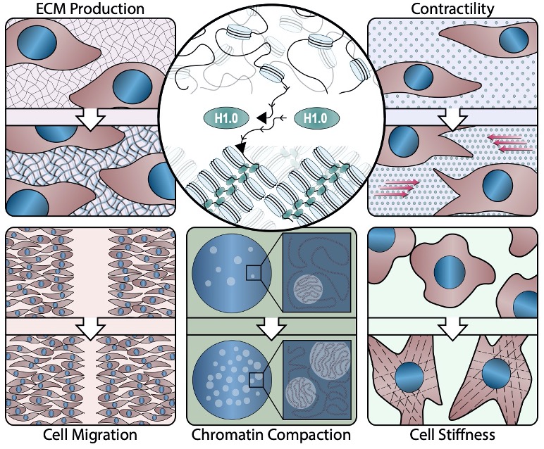 Tom Vondriska (@vondriskalab) on Twitter photo Excited to share new findings as a #preprint: Histone H1.0 Couples Cellular Mechanical Behaviors to Chromatin Structure, led by Dr Shuaishuai Hu <a href="/Shuaish14111793/">Shuaishuai</a> collaboration with <a href="/McKinseyLab/">McKinsey Lab</a> <a href="/JD98119/">Jen Davis</a> <a href="/The_DataDragon/">Christoph Rau</a> Amy Rowat <a href="/UCLAAnes/">UCLA Anesthesiology</a>
doi.org/10.1101/2022.1… 🧵 Excited to share new findings as a #preprint: Histone H1.0 Couples Cellular Mechanical Behaviors to Chromatin Structure, led by Dr Shuaishuai Hu <a href="/Shuaish14111793/">Shuaishuai</a> collaboration with <a href="/McKinseyLab/">McKinsey Lab</a> <a href="/JD98119/">Jen Davis</a> <a href="/The_DataDragon/">Christoph Rau</a> Amy Rowat <a href="/UCLAAnes/">UCLA Anesthesiology</a>
doi.org/10.1101/2022.1… 🧵