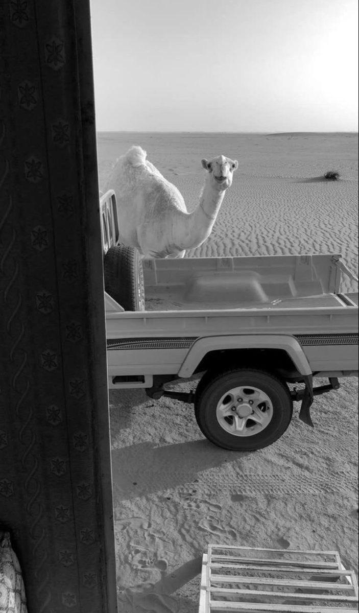 mmrr459's tweet photo. عندما يعجز الإنسان عن إخراج مابداخله 
يلجأ للعزله والهدوء لدرجة أن لاشي يلفته 
وفي روايه اخرى:"إن غبت خلوني على راحتي 
شوي أحس في بعدي عن الناس : "خيره".

#اشعار #خواطر #الشتاء #عرعر_اليوم #الماجد_للعود #ترند_عكاظ #ليلة_الجمعة #بعارين #شاص #سجه https://t.co/xMruxA2HKa
